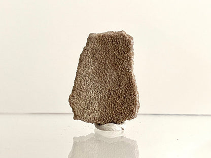 Saltasaurus Dinosaur Eggshell Fossil (1.46") - Cretaceous, Argentina - FossilsAndMore