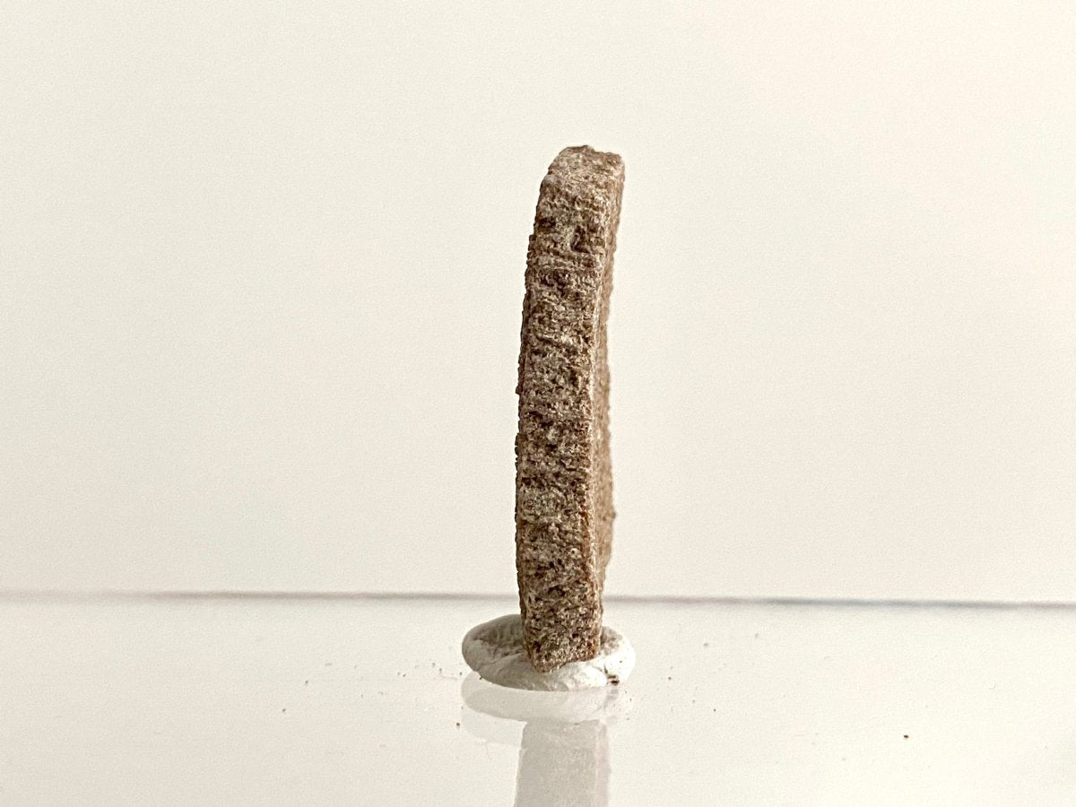 Saltasaurus Dinosaur Eggshell Fossil (1.46") - Cretaceous, Argentina - FossilsAndMore