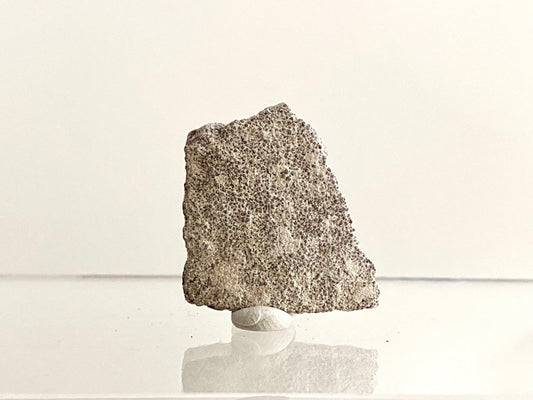 Saltasaurus Dinosaur Eggshell Fossil (1.48") - Cretaceous, Argentina - FossilsAndMore