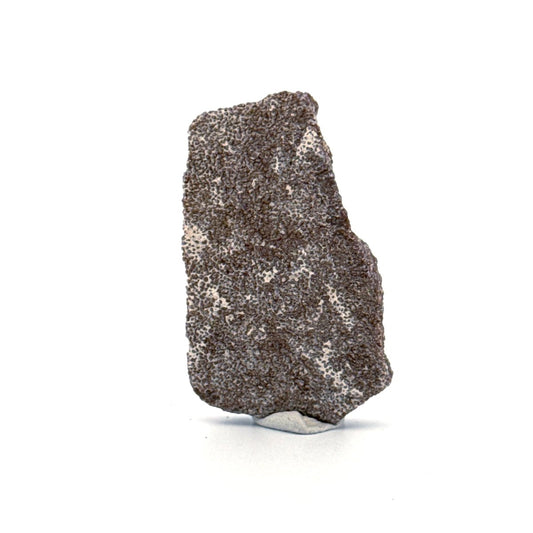 Saltasaurus Dinosaur Eggshell Fossil (1.51") from Cretaceous, Argentina - FossilsAndMore