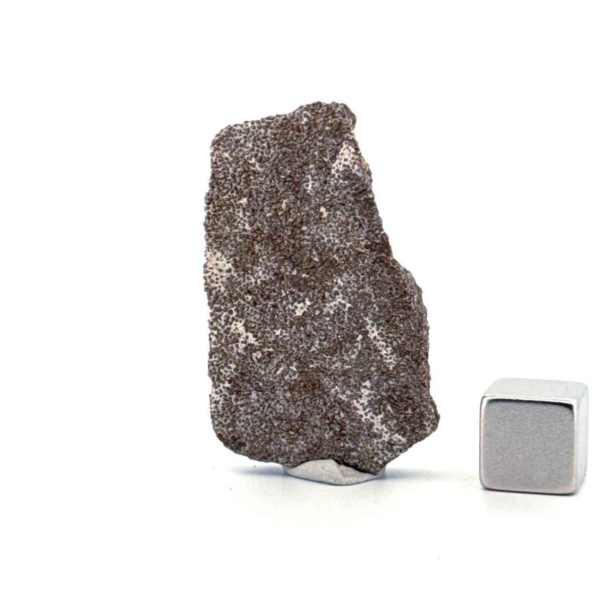 Saltasaurus Dinosaur Eggshell Fossil (1.51") from Cretaceous, Argentina - FossilsAndMore