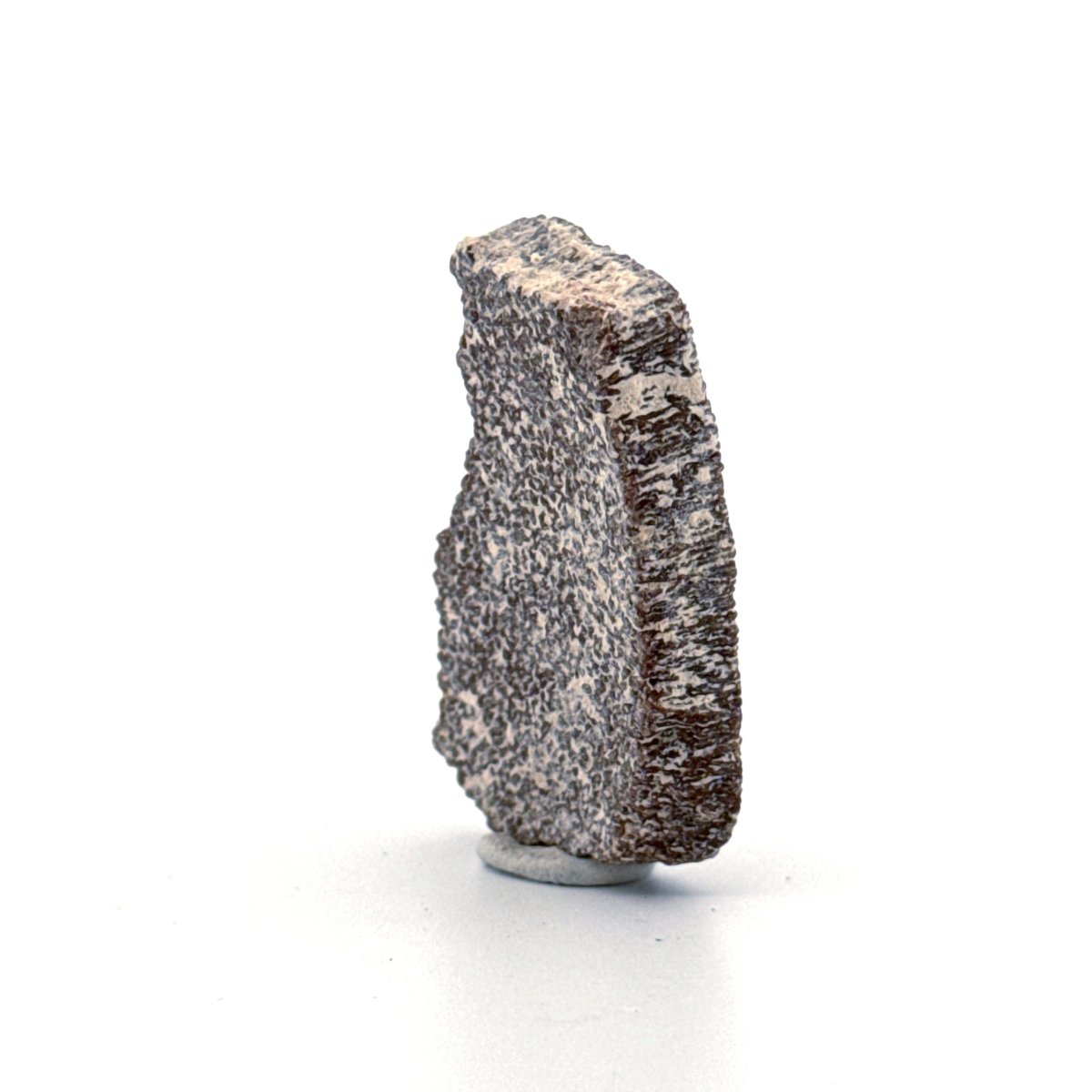 Saltasaurus Dinosaur Eggshell Fossil (1.51") from Cretaceous, Argentina - FossilsAndMore