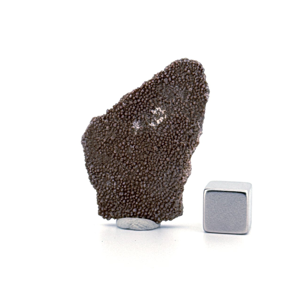 Saltasaurus Dinosaur Eggshell Fossil (1.59") from Cretaceous, Argentina - FossilsAndMore