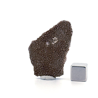 Saltasaurus Dinosaur Eggshell Fossil (1.59") from Cretaceous, Argentina - FossilsAndMore