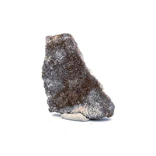 Saltasaurus Dinosaur Eggshell Fossil (1.66") from Cretaceous, Argentina - FossilsAndMore