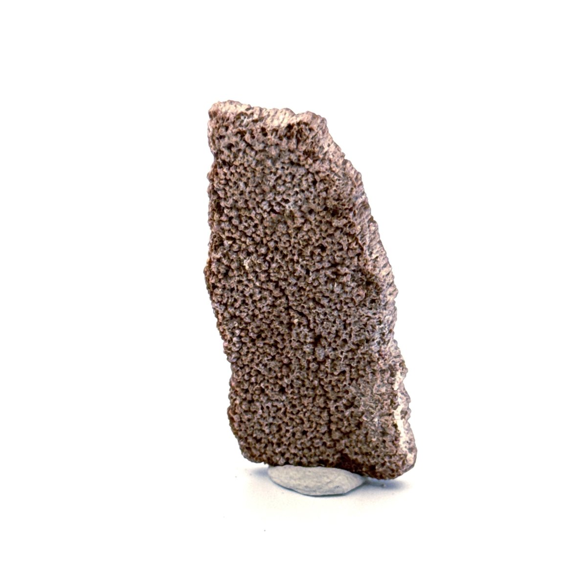 Saltasaurus Dinosaur Eggshell Fossil (1.74") from Cretaceous, Argentina - FossilsAndMore
