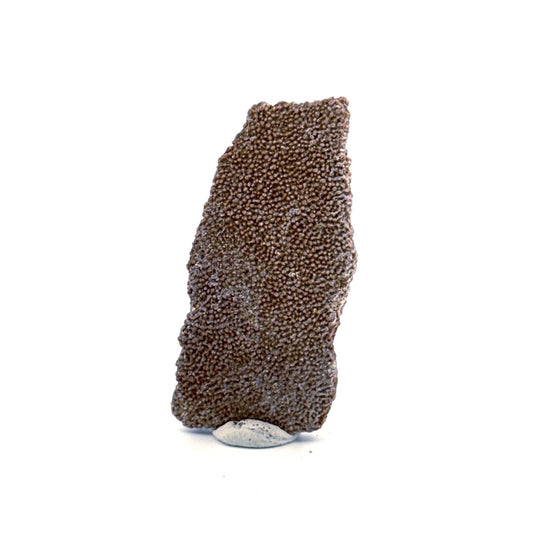 Saltasaurus Dinosaur Eggshell Fossil (1.74") from Cretaceous, Argentina - FossilsAndMore