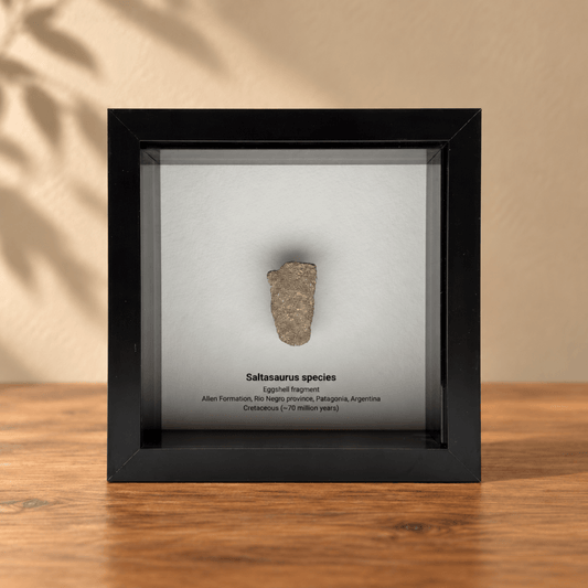 Saltasaurus eggshell fragment in Shadow Box Frame - FossilsAndMore