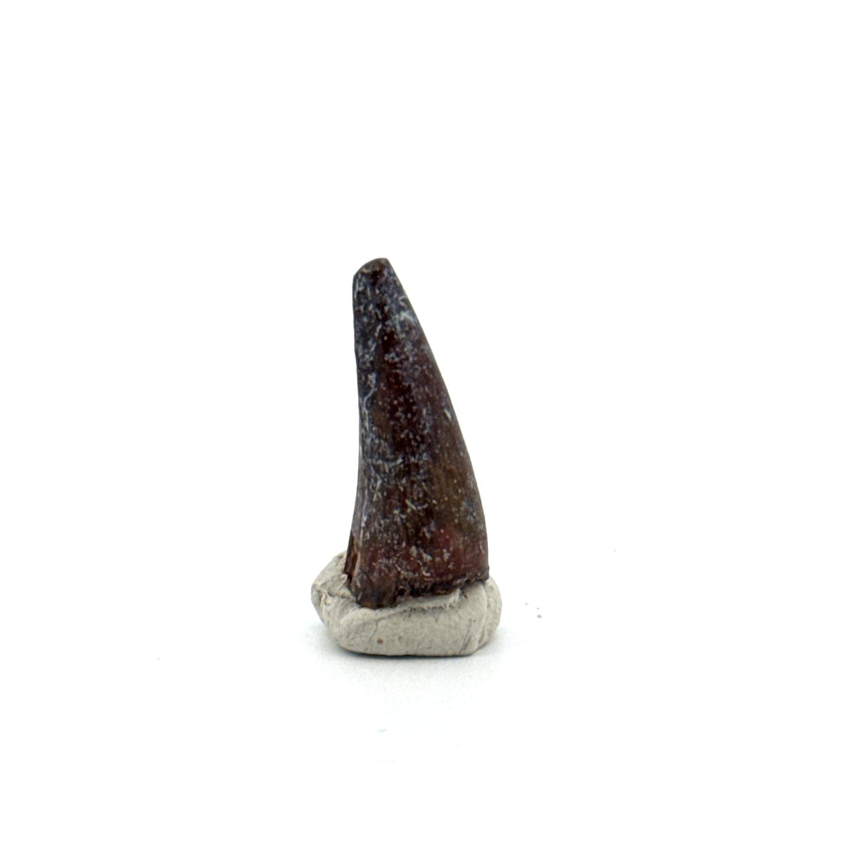 Sarcosuchus Imperator fossil tooth from Niger (0.86") - FossilsAndMore