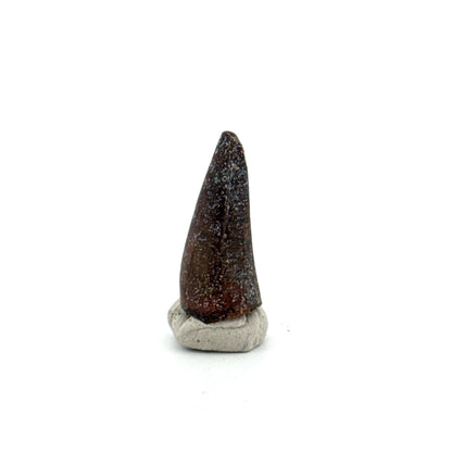 Sarcosuchus Imperator fossil tooth from Niger (0.86") - FossilsAndMore