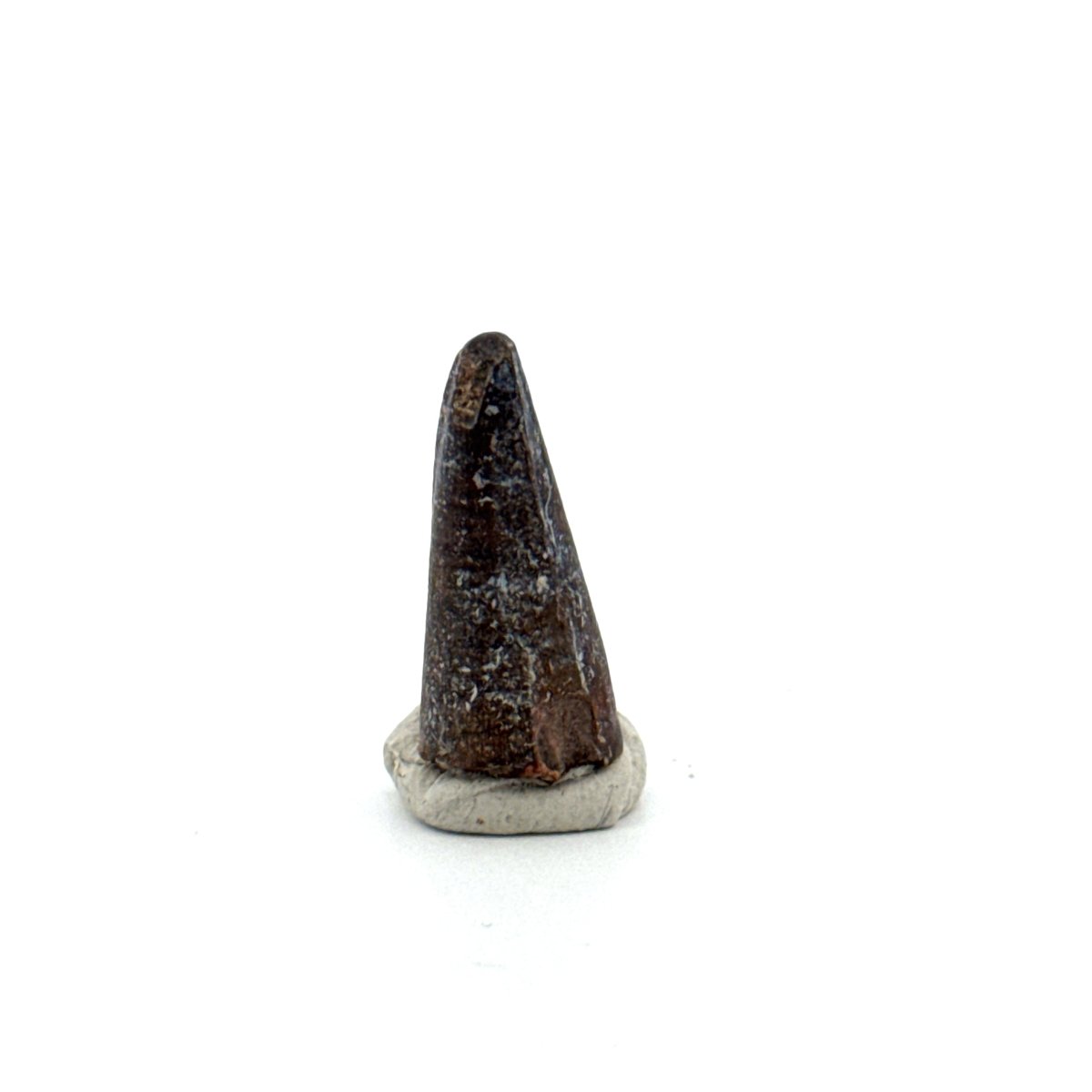 Sarcosuchus Imperator fossil tooth from Niger (0.86") - FossilsAndMore