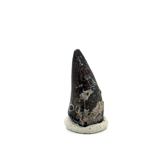 Sarcosuchus Imperator fossil tooth from Niger (0.97") - FossilsAndMore