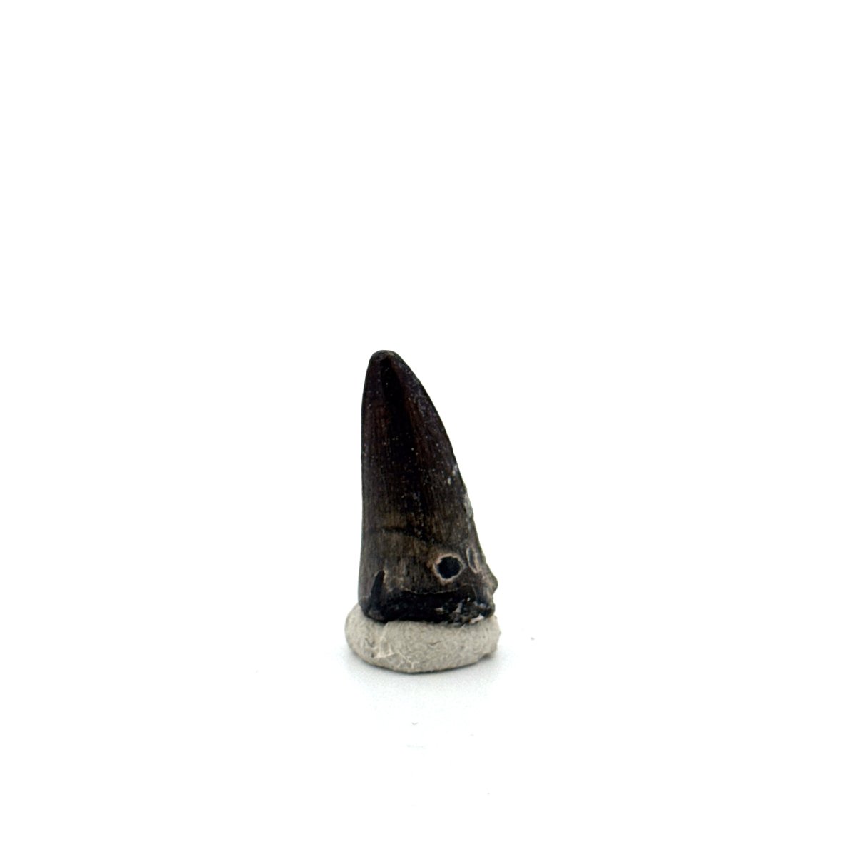 Sarcosuchus Imperator fossil tooth from Niger (0.97") - FossilsAndMore