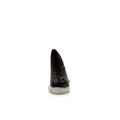 Sarcosuchus Imperator fossil tooth from Niger (0.97") - FossilsAndMore