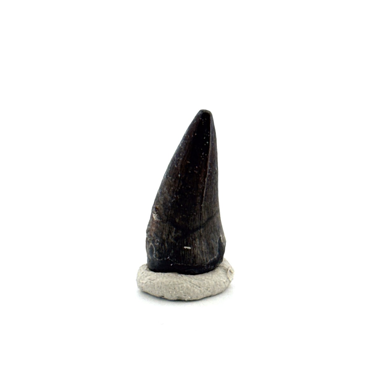 Sarcosuchus Imperator fossil tooth from Niger (0.97") - FossilsAndMore