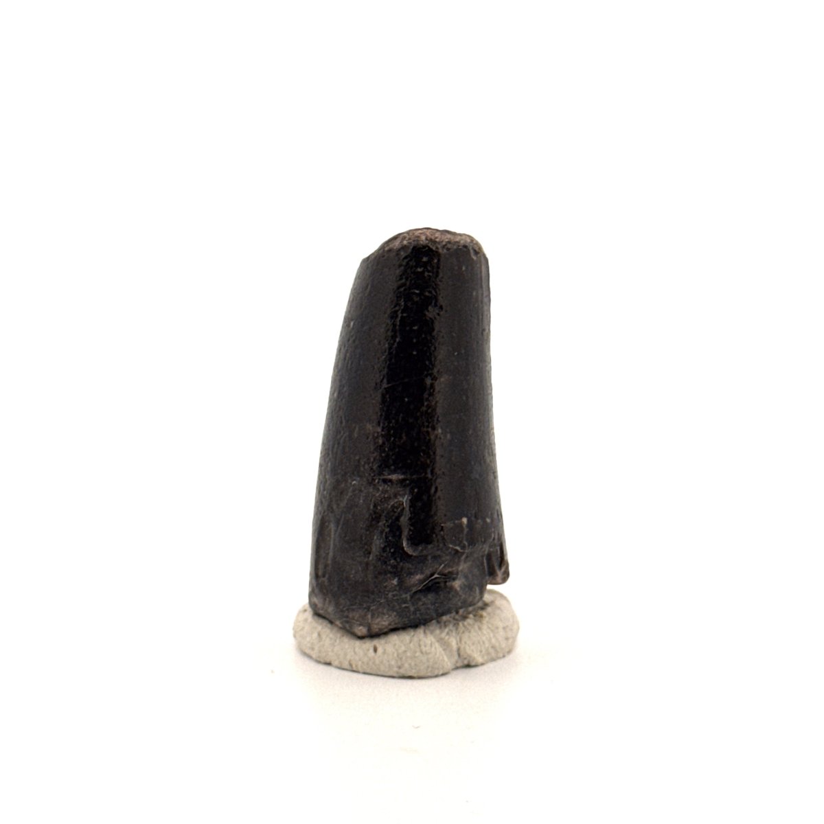 Sarcosuchus Imperator fossil tooth from Niger (1.27") - FossilsAndMore
