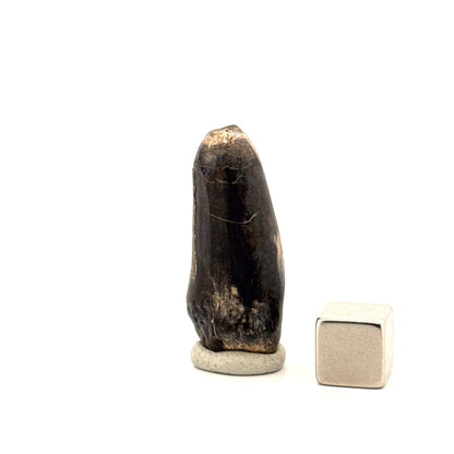 Sarcosuchus Imperator fossil tooth from Niger (1.34") - FossilsAndMore