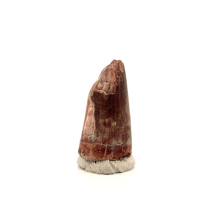 Sarcosuchus Imperator fossil tooth from Niger (1.35") - FossilsAndMore