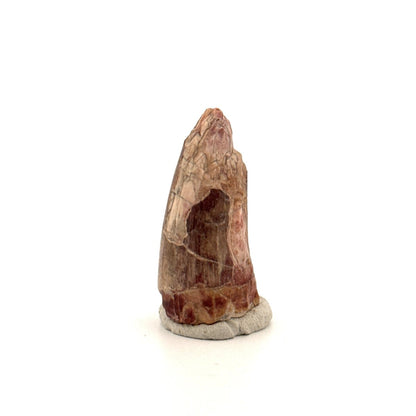 Sarcosuchus Imperator fossil tooth from Niger (1.35") - FossilsAndMore