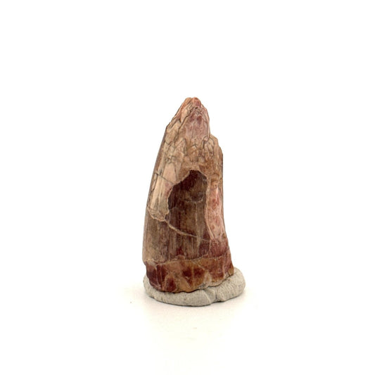 Sarcosuchus Imperator fossil tooth from Niger (1.35") - FossilsAndMore