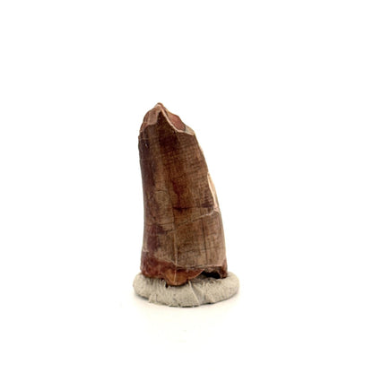 Sarcosuchus Imperator fossil tooth from Niger (1.35") - FossilsAndMore