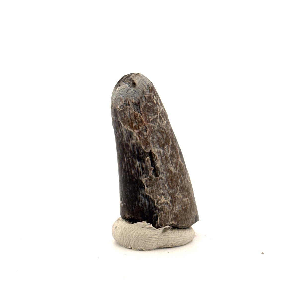 Sarcosuchus Imperator fossil tooth from Niger (1.43") - FossilsAndMore