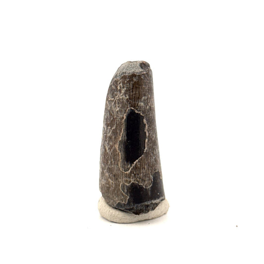 Sarcosuchus Imperator fossil tooth from Niger (1.43") - FossilsAndMore