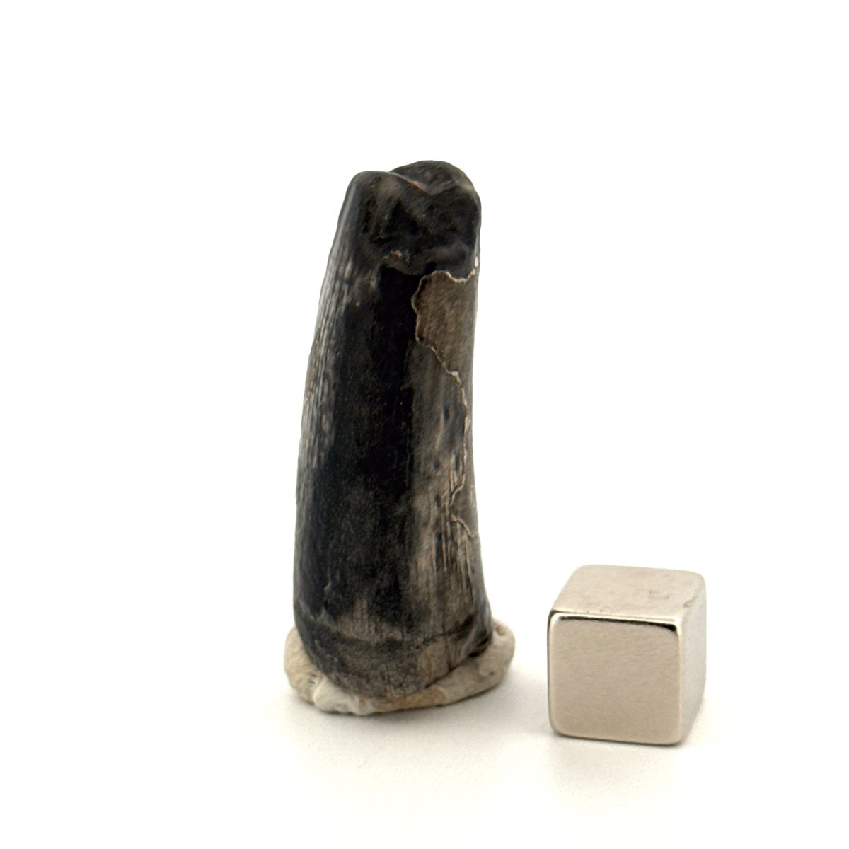 Sarcosuchus Imperator fossil tooth from Niger (1.46") - FossilsAndMore