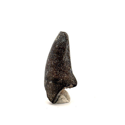 Sarcosuchus Imperator fossil tooth from Niger (1.46") - FossilsAndMore
