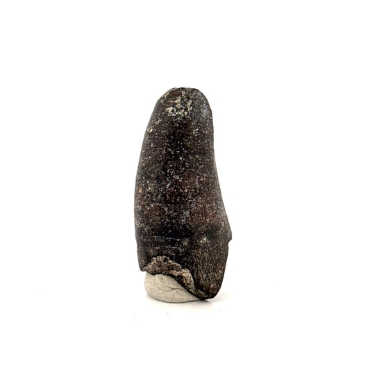 Sarcosuchus Imperator fossil tooth from Niger (1.46") - FossilsAndMore