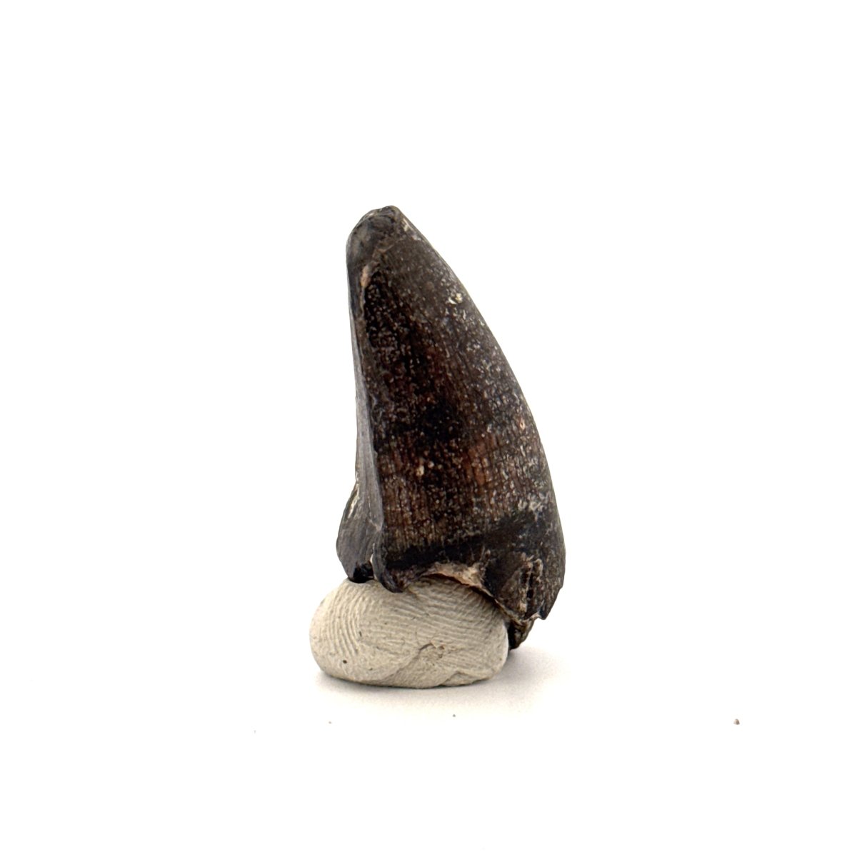 Sarcosuchus Imperator fossil tooth from Niger (1.46") - FossilsAndMore