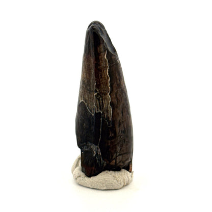 Sarcosuchus Imperator fossil tooth from Niger (1.53") - FossilsAndMore