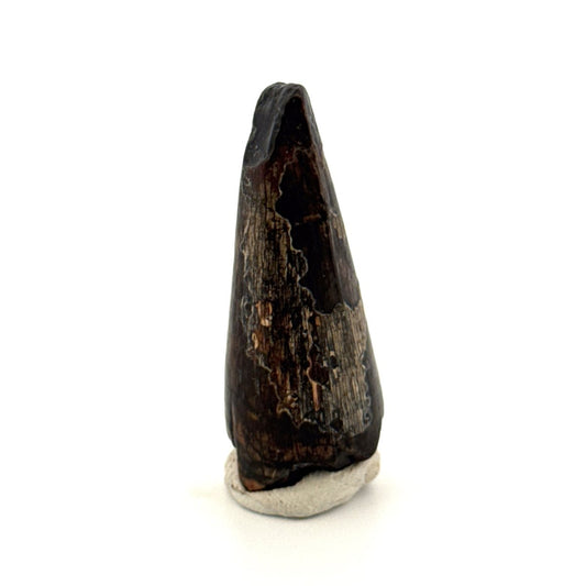 Sarcosuchus Imperator fossil tooth from Niger (1.53") - FossilsAndMore