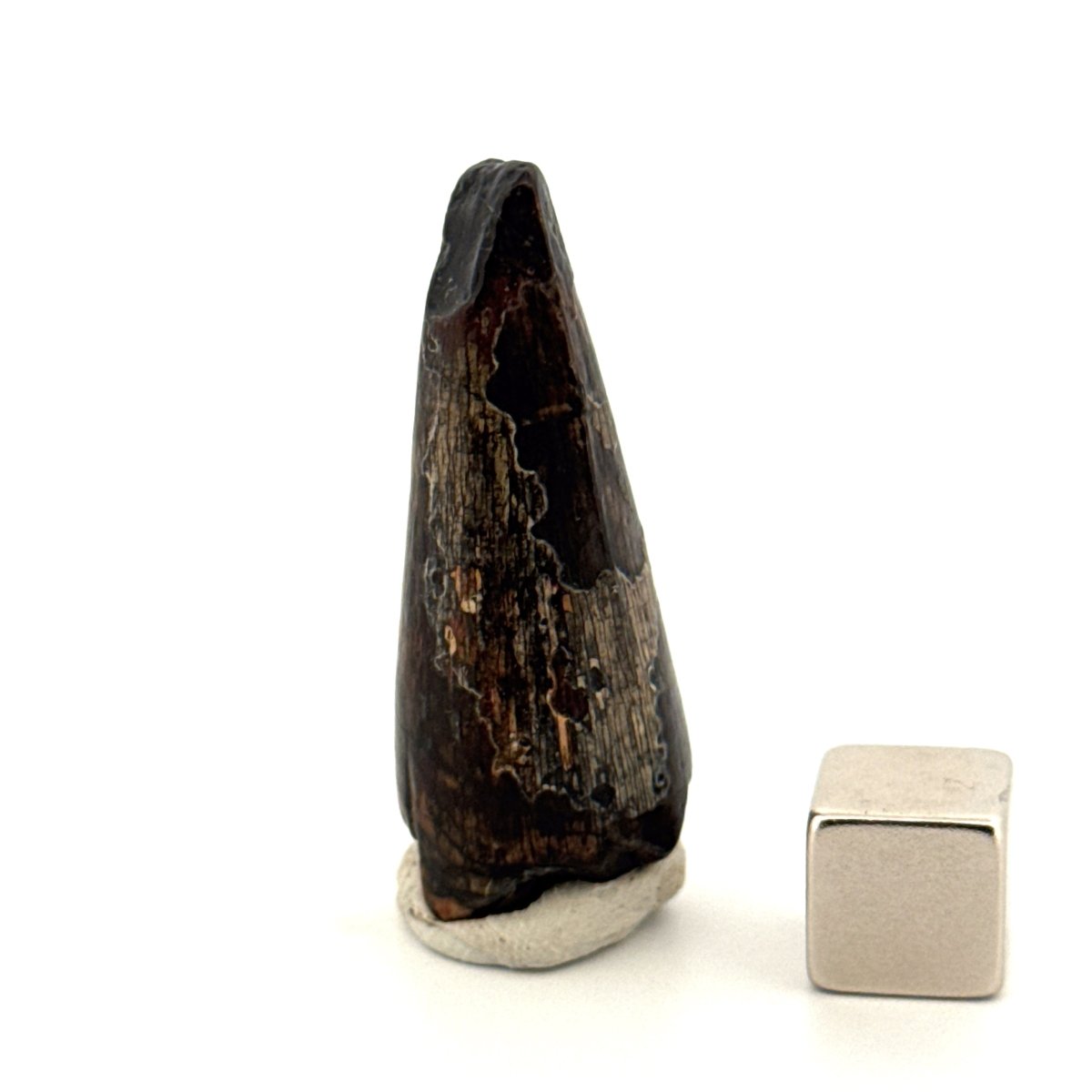 Sarcosuchus Imperator fossil tooth from Niger (1.53") - FossilsAndMore