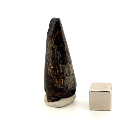 Sarcosuchus Imperator fossil tooth from Niger (1.53") - FossilsAndMore