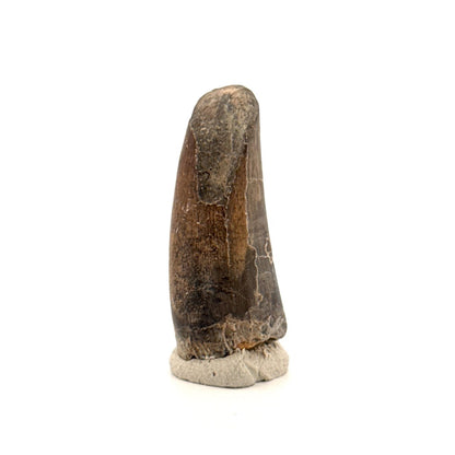 Sarcosuchus Imperator fossil tooth from Niger (1.55") - FossilsAndMore