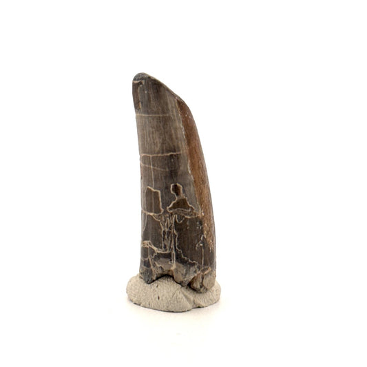 Sarcosuchus Imperator fossil tooth from Niger (1.55") - FossilsAndMore