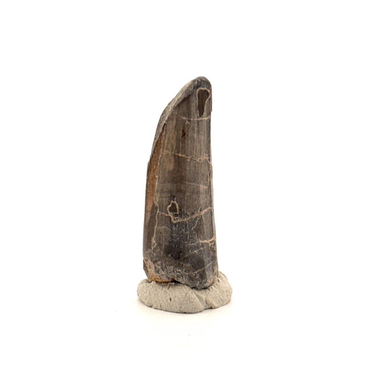 Sarcosuchus Imperator fossil tooth from Niger (1.55") - FossilsAndMore