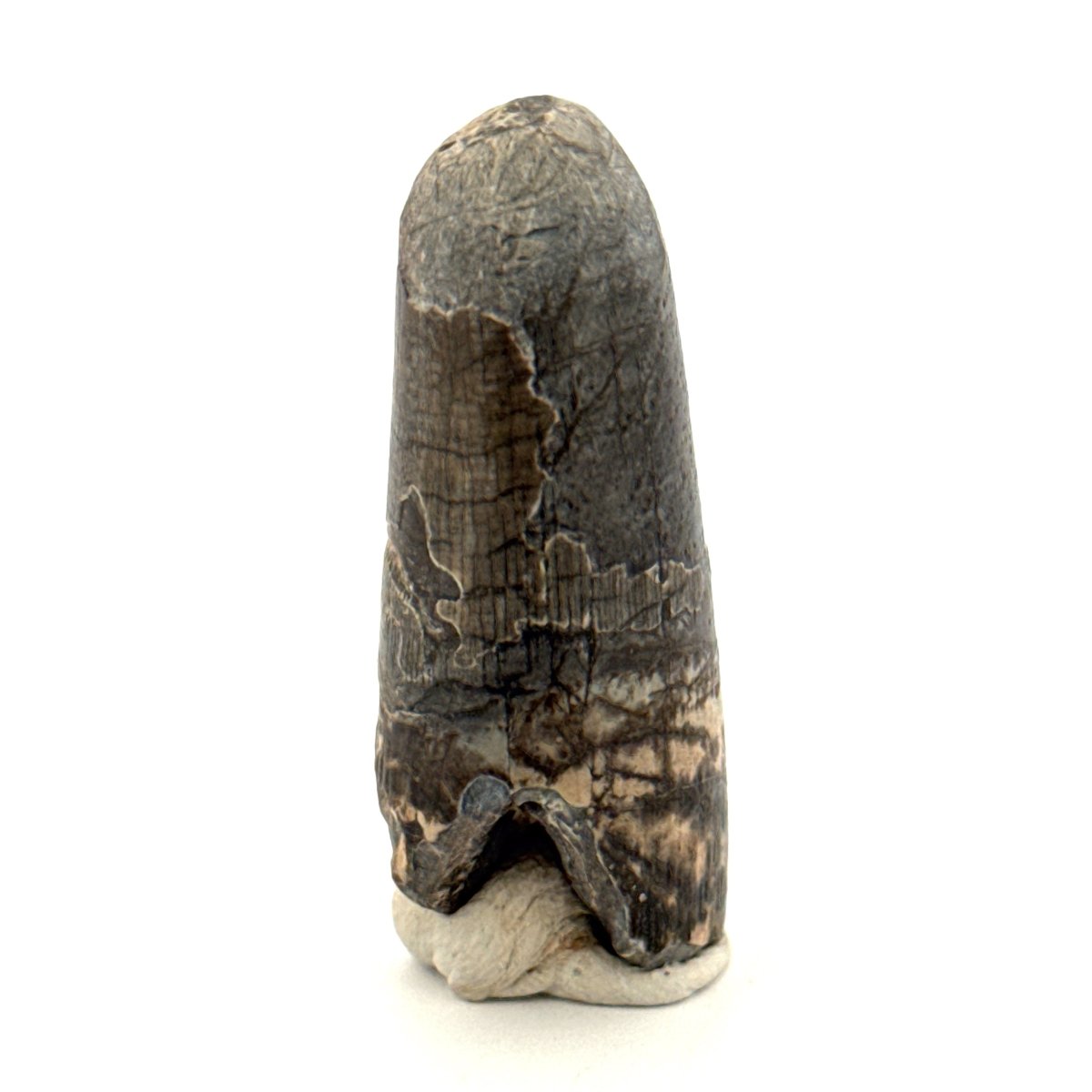Sarcosuchus Imperator fossil tooth from Niger (1.60") - FossilsAndMore