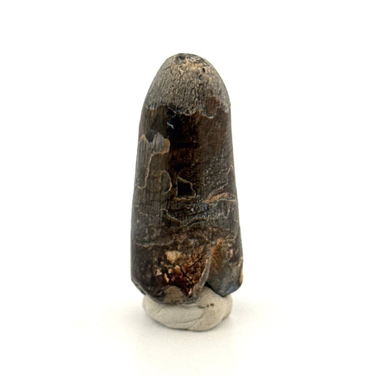 Sarcosuchus Imperator fossil tooth from Niger (1.60") - FossilsAndMore