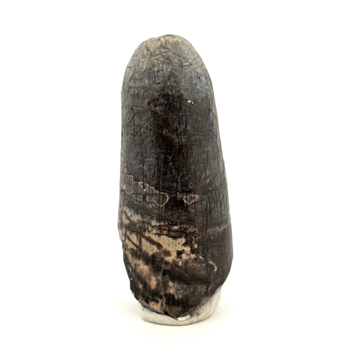Sarcosuchus Imperator fossil tooth from Niger (1.60") - FossilsAndMore