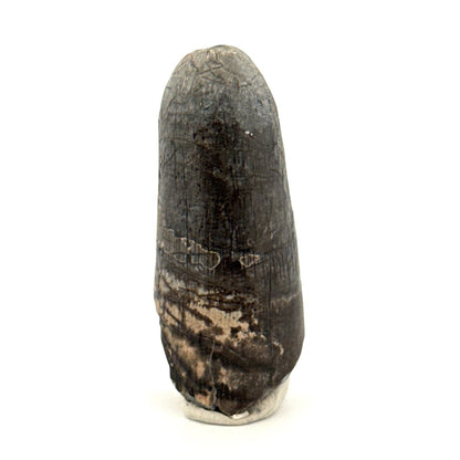 Sarcosuchus Imperator fossil tooth from Niger (1.60") - FossilsAndMore