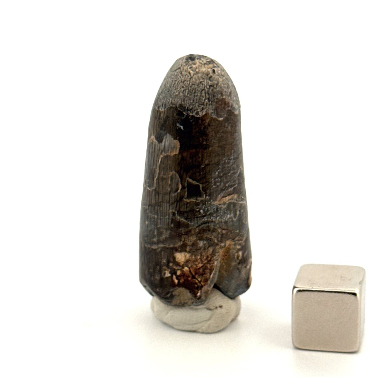 Sarcosuchus Imperator fossil tooth from Niger (1.60") - FossilsAndMore