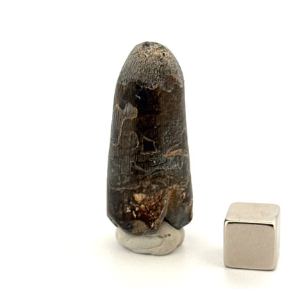 Sarcosuchus Imperator fossil tooth from Niger (1.60") - FossilsAndMore