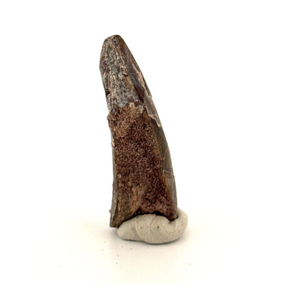 Sarcosuchus Imperator fossil tooth from Niger (1.66") - FossilsAndMore