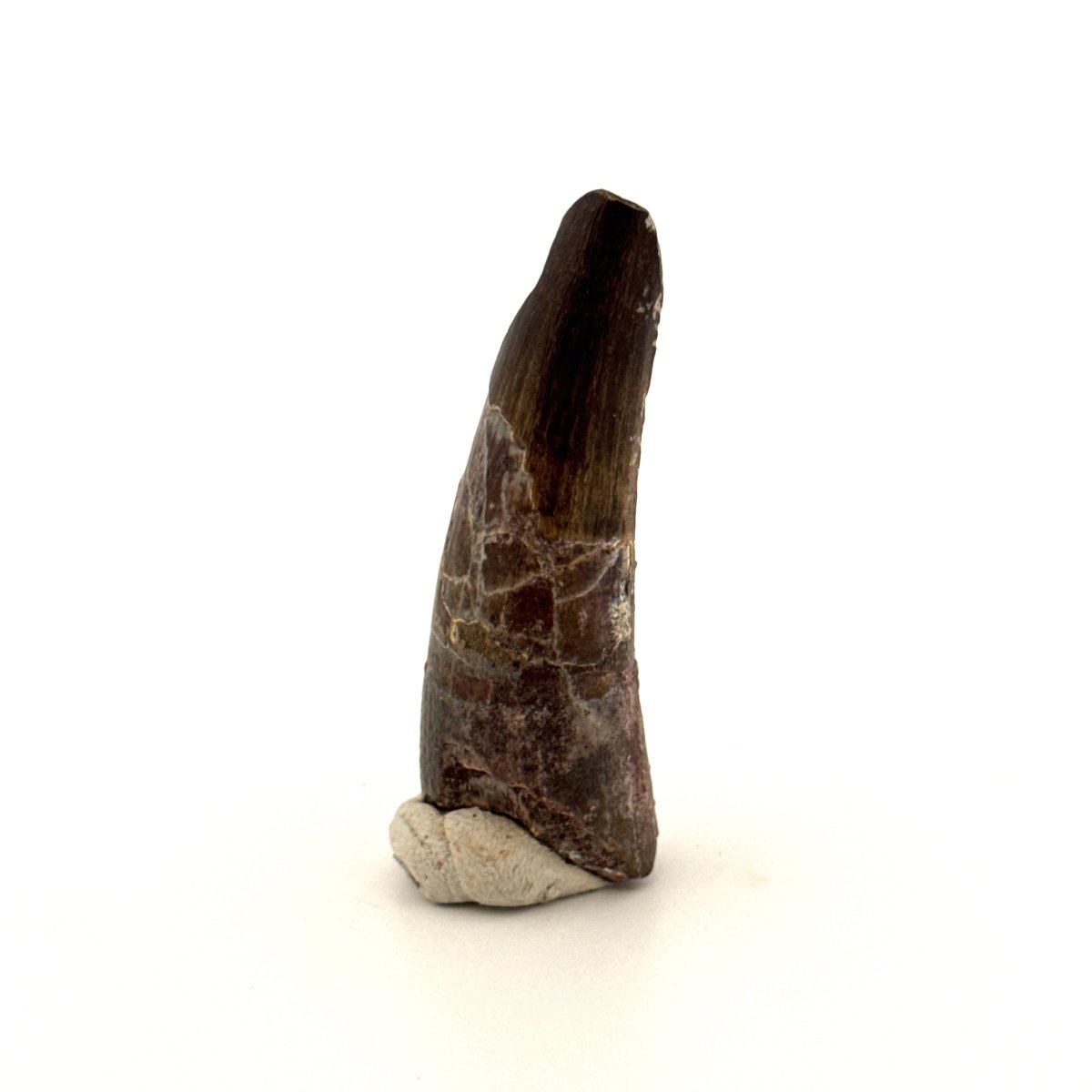 Sarcosuchus Imperator fossil tooth from Niger (1.66") - FossilsAndMore