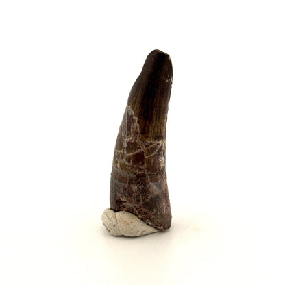 Sarcosuchus Imperator fossil tooth from Niger (1.66") - FossilsAndMore