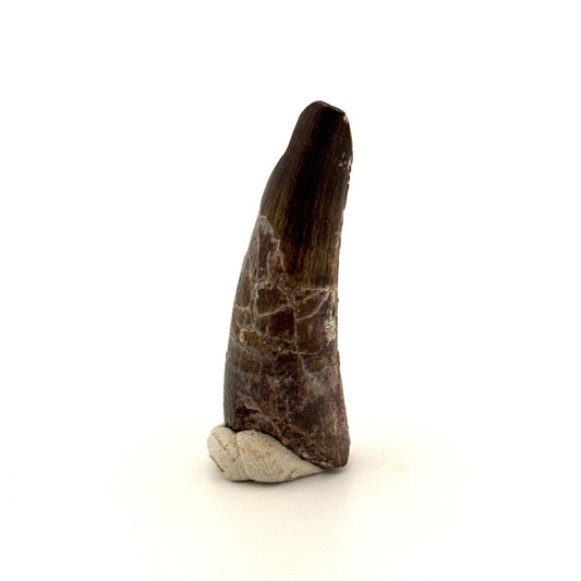 Sarcosuchus Imperator fossil tooth from Niger (1.66") - FossilsAndMore