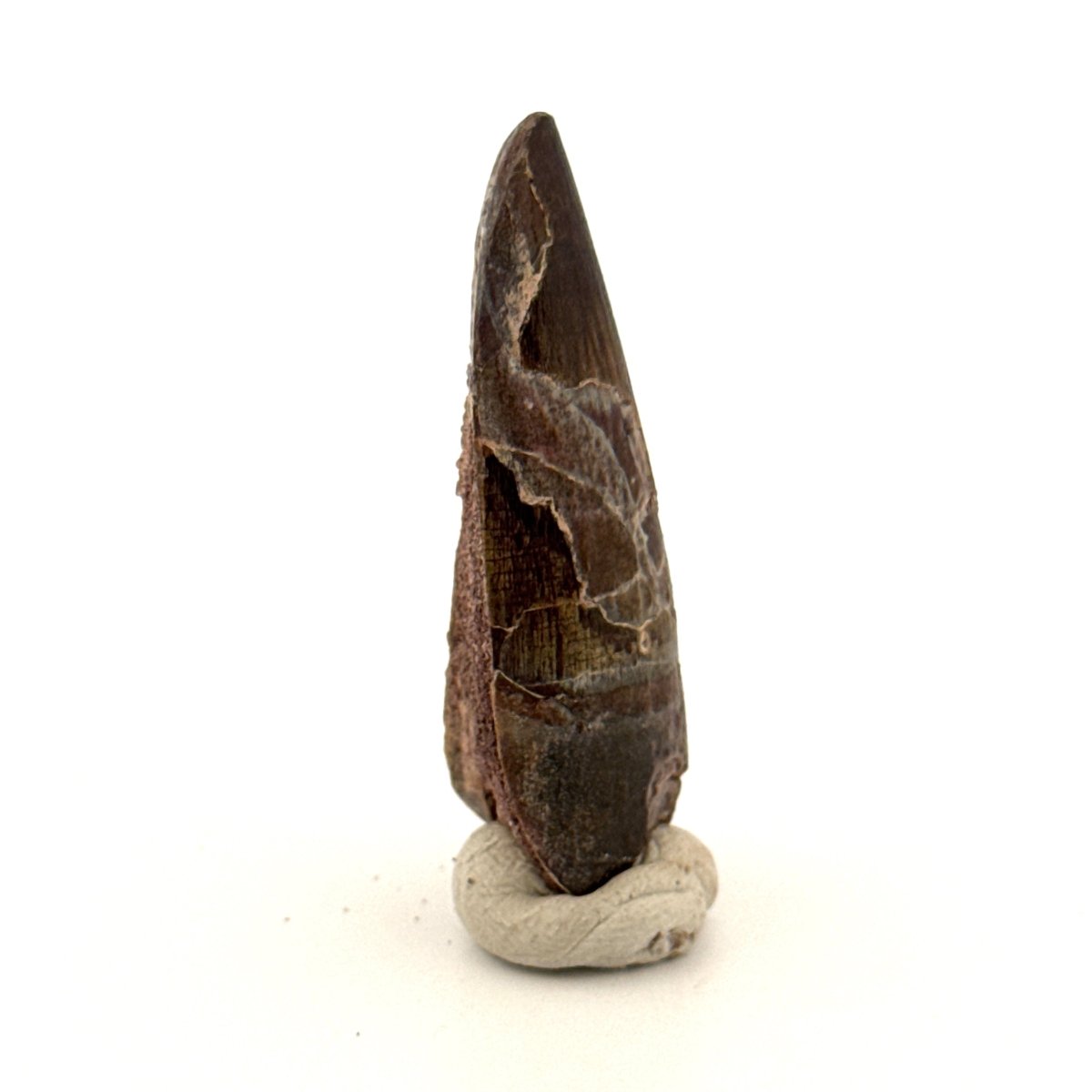 Sarcosuchus Imperator fossil tooth from Niger (1.66") - FossilsAndMore