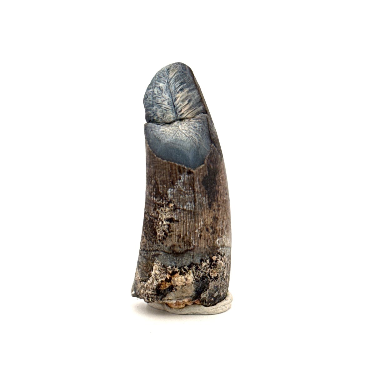 Sarcosuchus Imperator fossil tooth from Niger (1.67") - FossilsAndMore